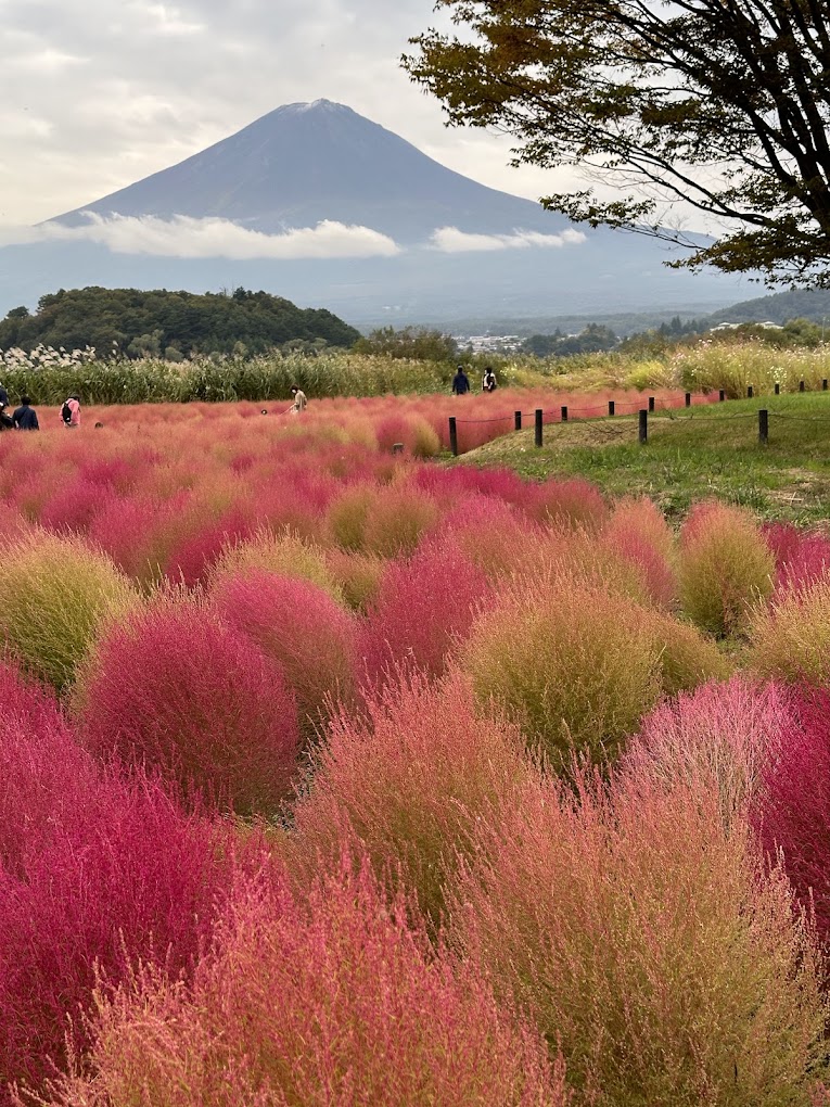 Oishi Park mit Blick auf Fuji und roten Kochia Sträuchern